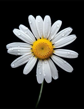 Composition Notebook Cute Daisy With Black Background
